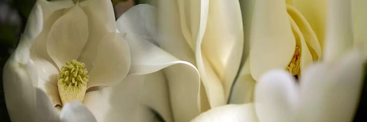 Magnolia flowers #3