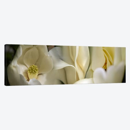 Magnolia flowers #3 Canvas Print #PIM9610} by Panoramic Images Canvas Art Print