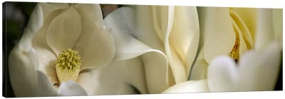 Magnolia flowers #3 Canvas Art Print - Macro Photography