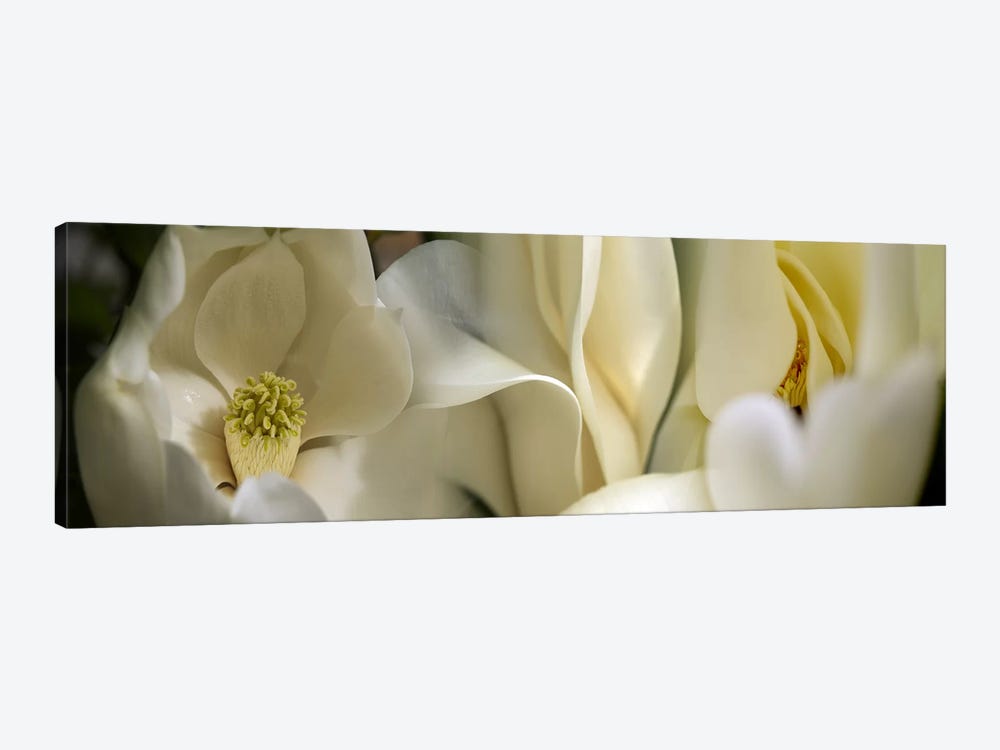 Magnolia flowers #3 by Panoramic Images 1-piece Canvas Artwork