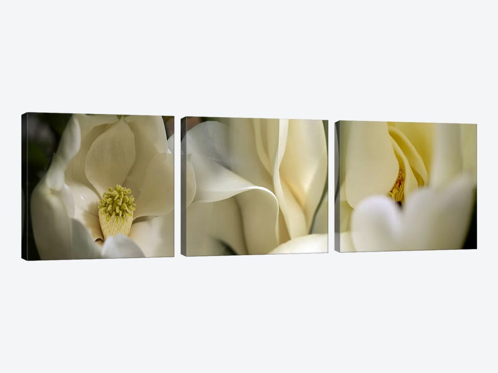 Magnolia flowers #3 by Panoramic Images 3-piece Canvas Art