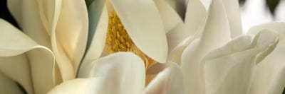Magnolia flowers #4 by Panoramic Images canvas print