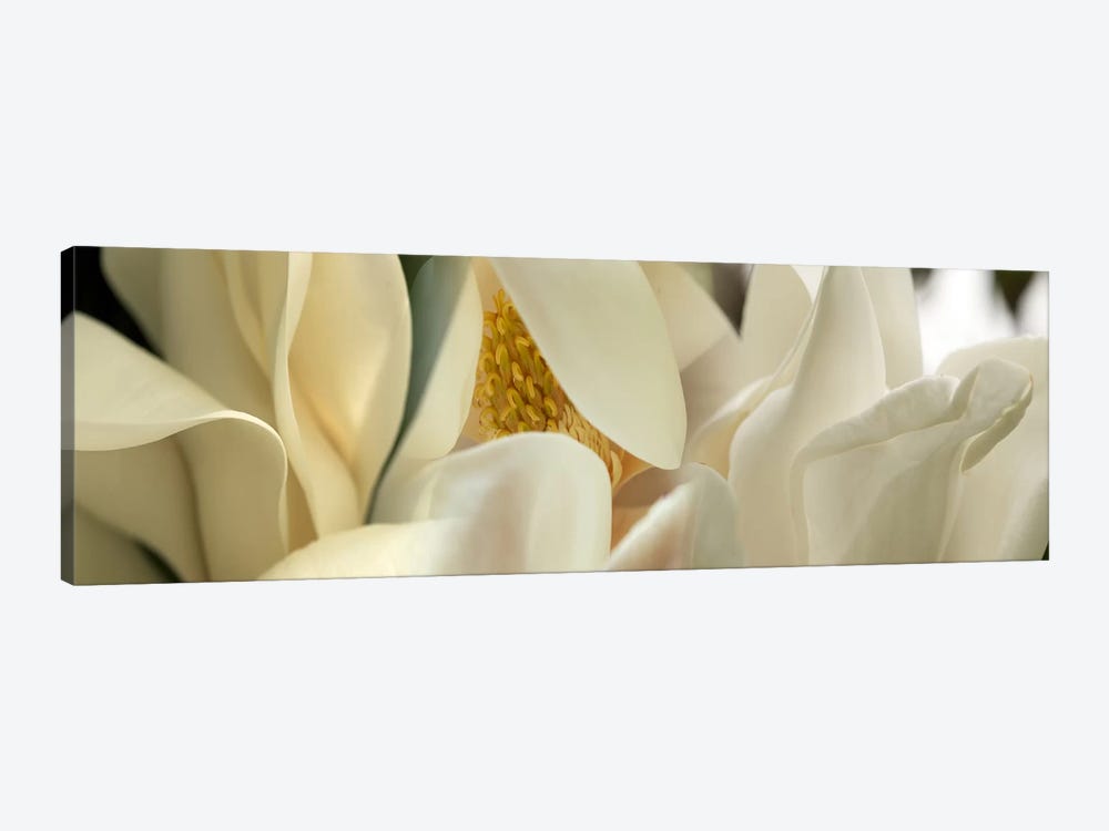 Magnolia flowers #4 by Panoramic Images 1-piece Art Print