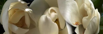 Magnolia flowers #5 by Panoramic Images framed canvas print