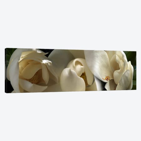 Magnolia flowers #5 Canvas Print #PIM9612} by Panoramic Images Canvas Print