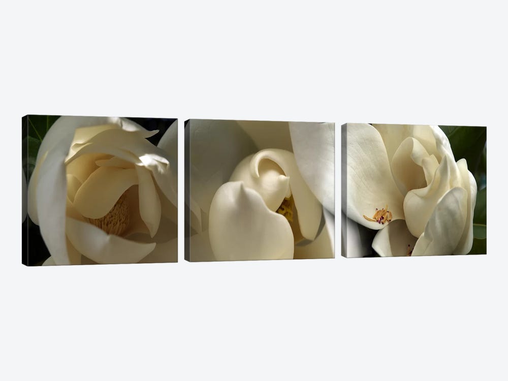 Magnolia flowers #5 by Panoramic Images 3-piece Canvas Artwork