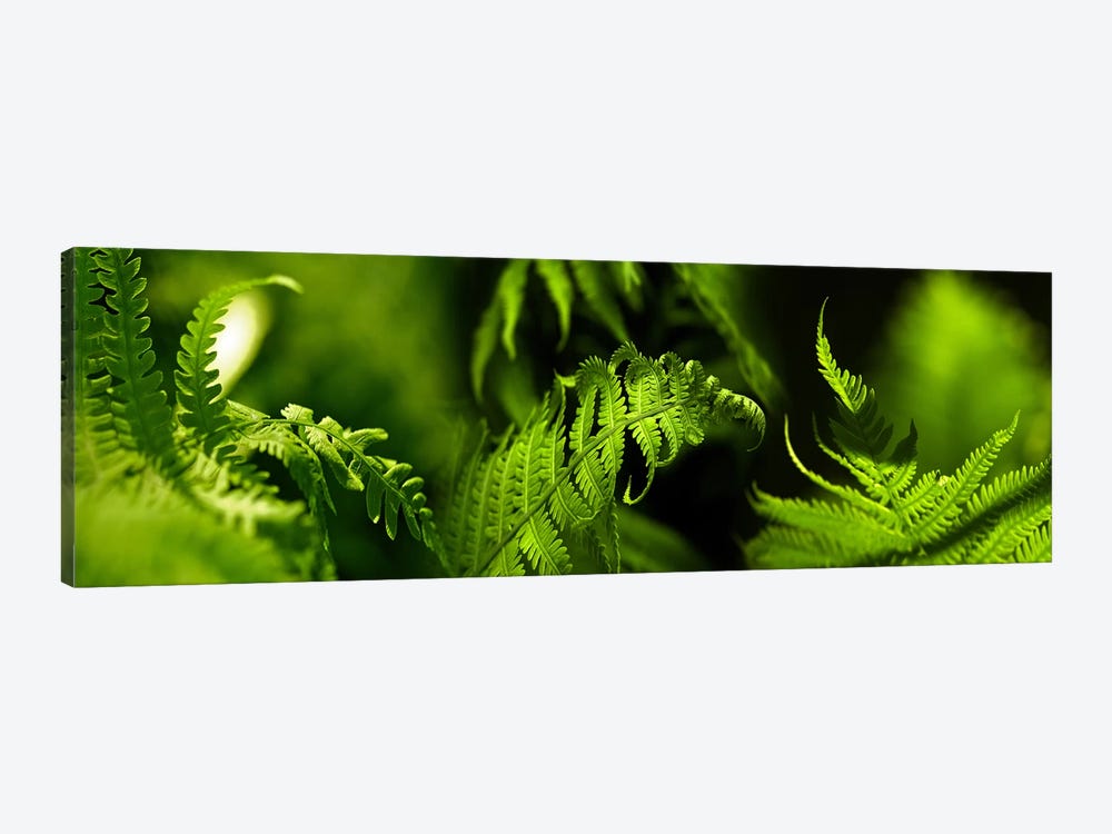 Fern by Panoramic Images 1-piece Canvas Art Print