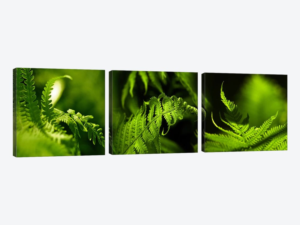 Fern by Panoramic Images 3-piece Art Print