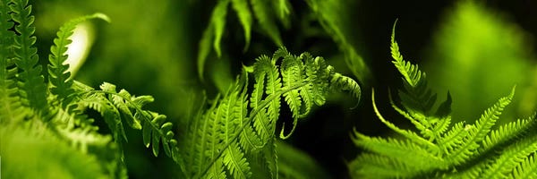 Macro Photography: Fern by Panoramic Images