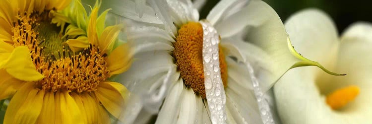 Yellow and white flowers