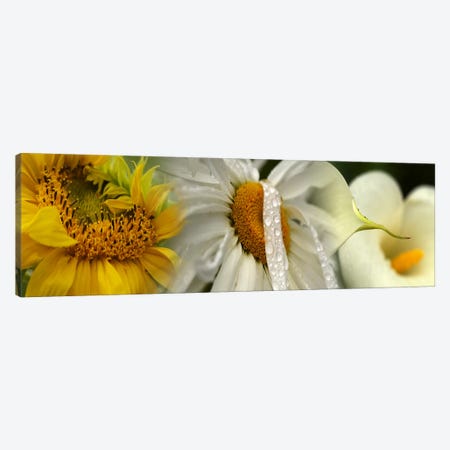 Yellow and white flowers Canvas Print #PIM9614} by Panoramic Images Canvas Artwork