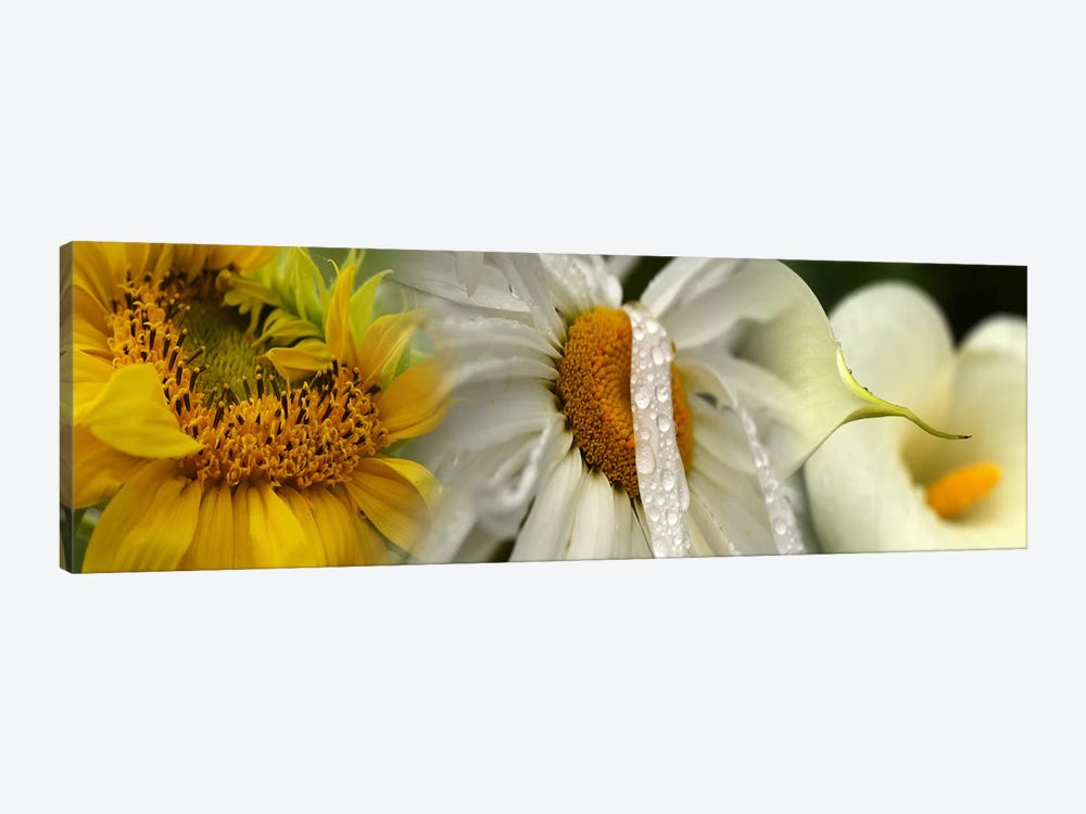Yellow and white flowers by Panoramic Images 1-piece Canvas Wall Art