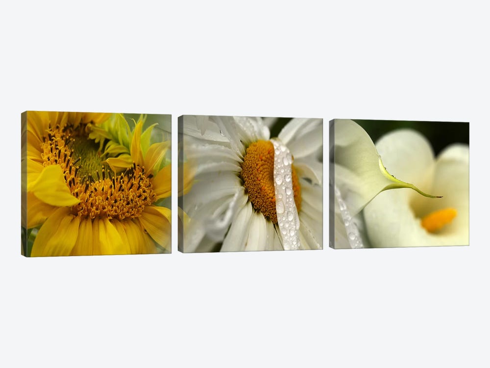 Yellow and white flowers by Panoramic Images 3-piece Canvas Artwork
