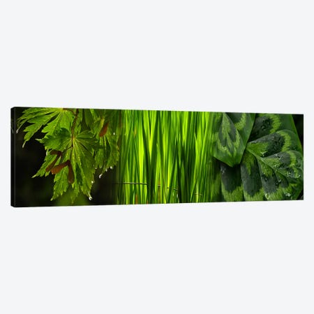 Close-up of leaves Canvas Print #PIM9615} by Panoramic Images Canvas Art