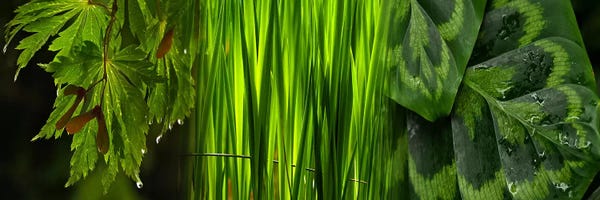 Green Leaves: Close-up of leaves by Panoramic Images