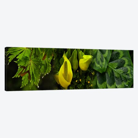 Leaves and flowers Canvas Print #PIM9616} by Panoramic Images Canvas Art