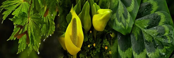 Leaves and flowers