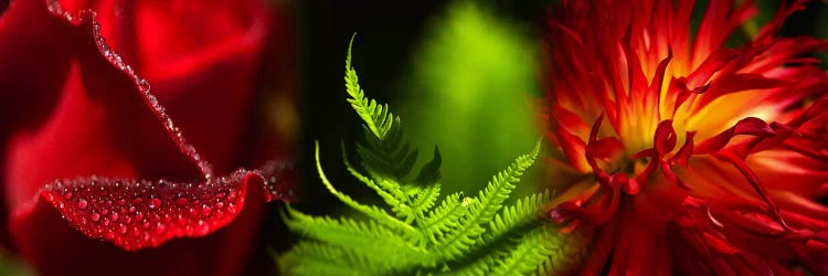 Leaves and flowers