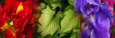 Tulip and Iris flowers by Panoramic Images canvas print