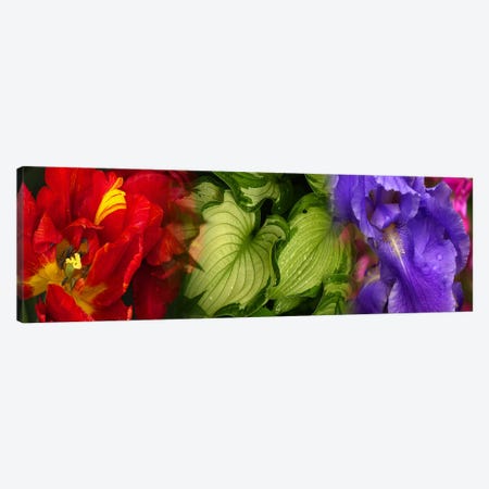 Tulip and Iris flowers Canvas Print #PIM9618} by Panoramic Images Art Print