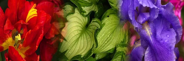 Irises: Tulip and Iris flowers by Panoramic Images