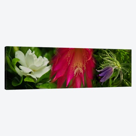 Whitepink and purple flowers Canvas Print #PIM9619} by Panoramic Images Art Print