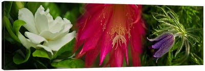Whitepink and purple flowers Canvas Art Print - Panoramic Photography