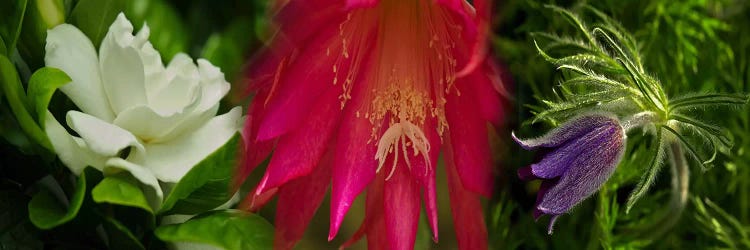 Whitepink and purple flowers by Panoramic Images wall art