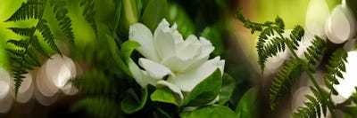 Fern with magnolia by Panoramic Images canvas print