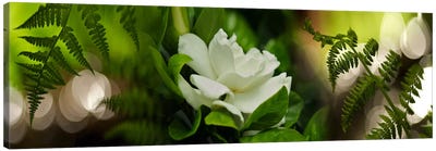 Fern with magnolia Canvas Art Print - Nature Panoramics