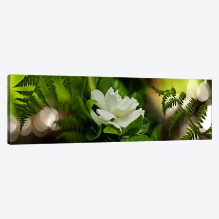 Fern with magnolia Canvas Print #PIM9620} by Panoramic Images Canvas Art