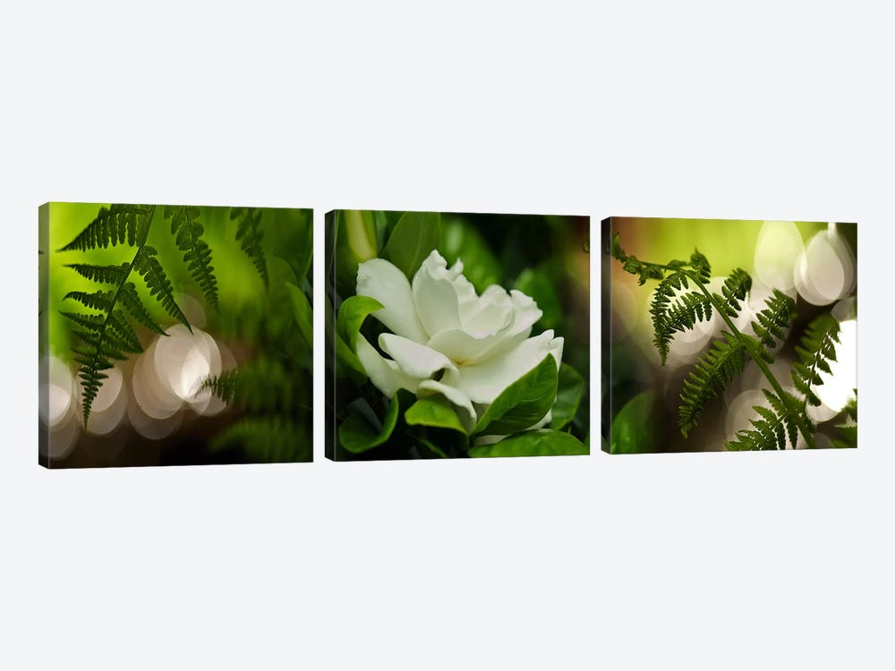 Fern with magnolia by Panoramic Images 3-piece Art Print