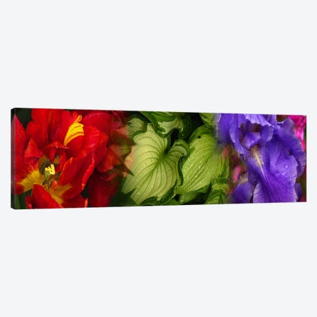 Tulip and Iris flowers Canvas Print #PIM9621} by Panoramic Images Canvas Art