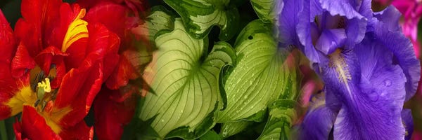 Irises: Tulip and Iris flowers by Panoramic Images