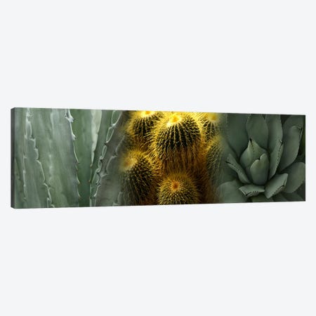 Cactus plants Canvas Print #PIM9622} by Panoramic Images Canvas Wall Art