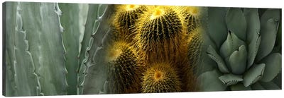 Cactus plants Canvas Art Print - Pantone Greenery 2017