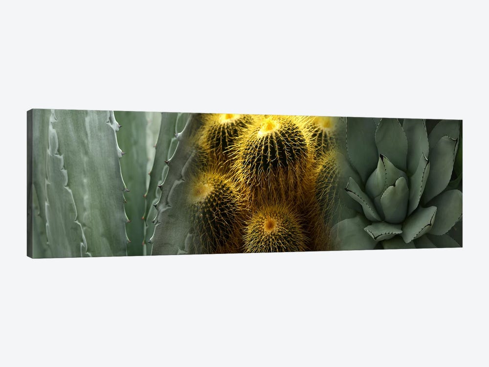 Cactus plants by Panoramic Images 1-piece Canvas Print