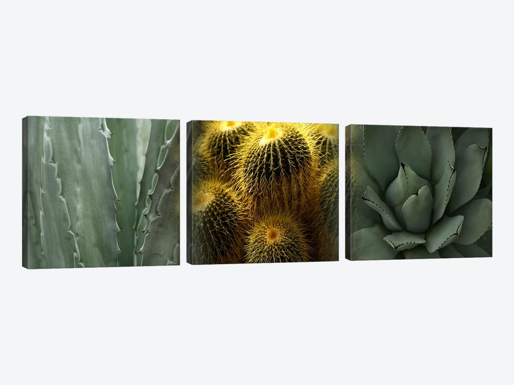 Cactus plants by Panoramic Images 3-piece Art Print