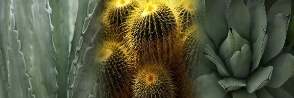 Cacti: Cactus plants by Panoramic Images