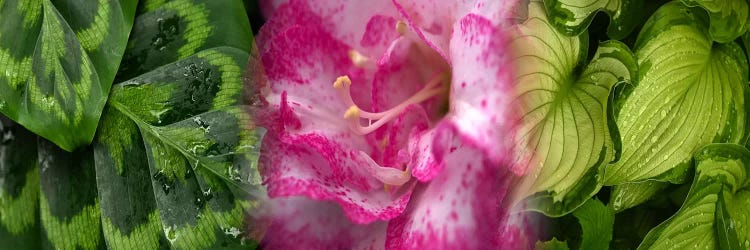 Leaves and flowers