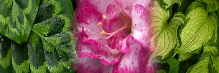 Leaves and flowers by Panoramic Images wall art