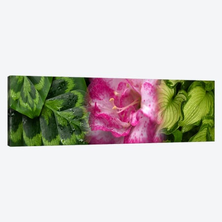 Leaves and flowers Canvas Print #PIM9624} by Panoramic Images Art Print