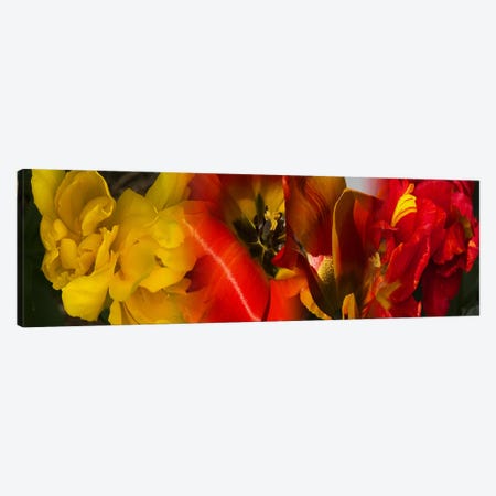 Close-up of Tulips Canvas Print #PIM9625} by Panoramic Images Canvas Print