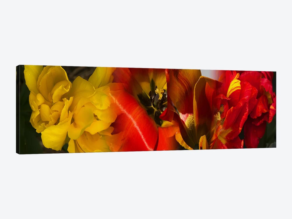 Close-up of Tulips by Panoramic Images 1-piece Canvas Artwork