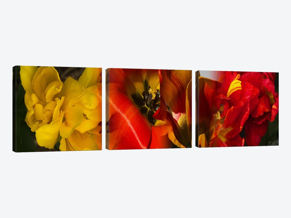 Close-up of Tulips by Panoramic Images 3-piece Canvas Wall Art