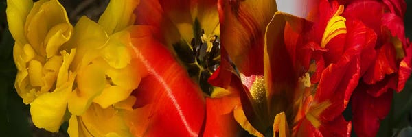 Tulips: Close-up of Tulips by Panoramic Images