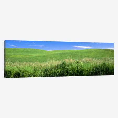 Rolling green hill, Palouse, Whitman County, Washington State, USA Canvas Print #PIM9662} by Panoramic Images Canvas Art