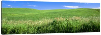 Rolling green hill, Palouse, Whitman County, Washington State, USA Canvas Art Print