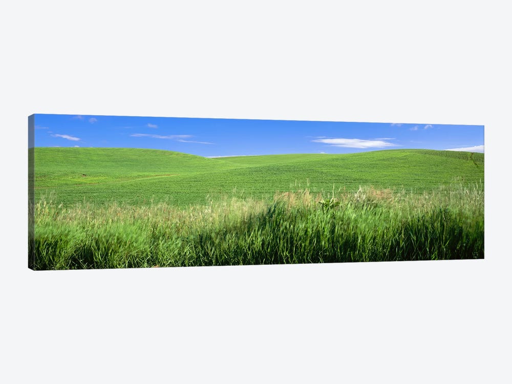 Rolling green hill, Palouse, Whitman County, Washington State, USA by Panoramic Images 1-piece Canvas Print
