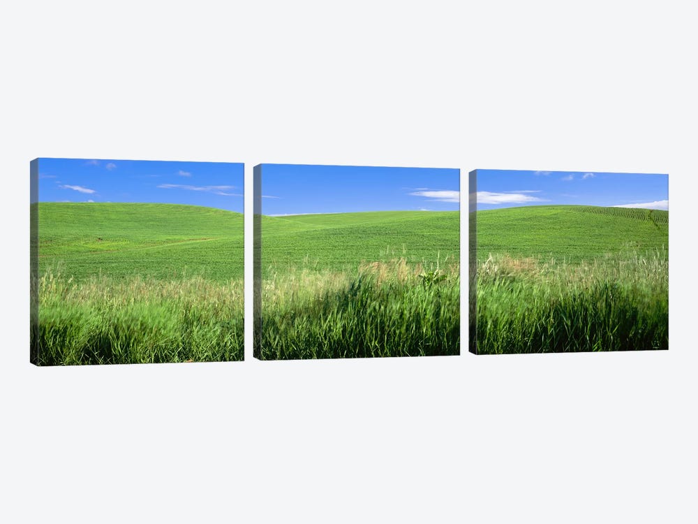 Rolling green hill, Palouse, Whitman County, Washington State, USA by Panoramic Images 3-piece Art Print